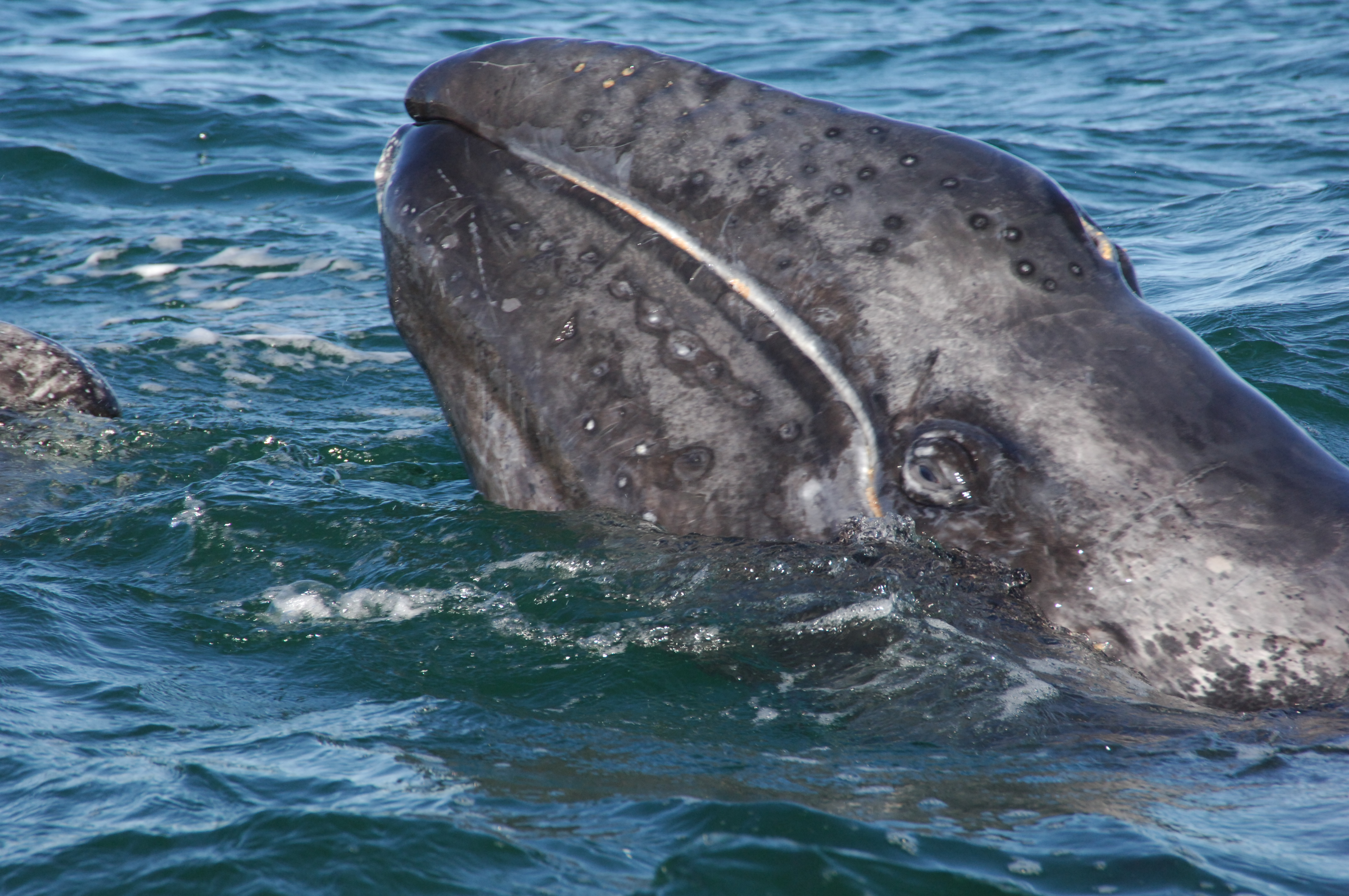 Grey Whale Images