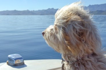 Buster on the Bow of Bayliner